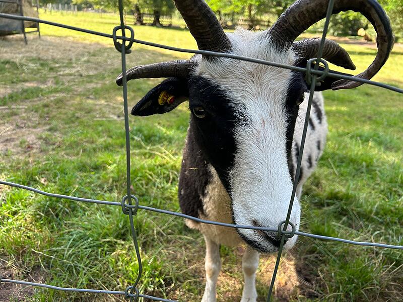 Ein Besuch im Wildpark Tambach im Landkreis Coburg
