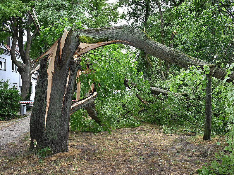 Sturmschäden LaurenziplatzSturmschäden am Laurenziplatz u.a.