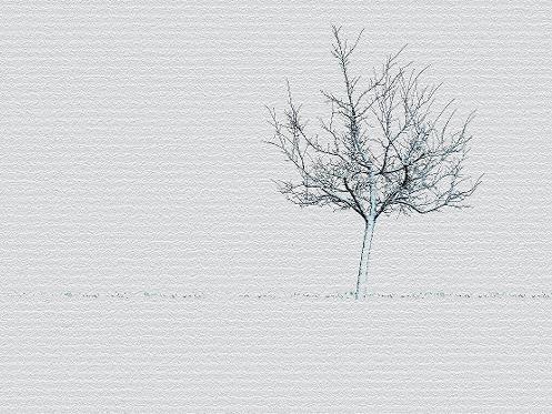 Preisgekrönt: der Baum von Adrian Price. Preisgekrönt: der Baum von Adrian Price.