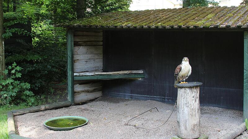 Die Tierschutzorganisation Peta hat Strafanzeige gegen die ehemalige Falknerei in Tambach erstattet, weil das Anbinden der Greifvögel im Wildpark nicht artgerecht gewesen sein soll.