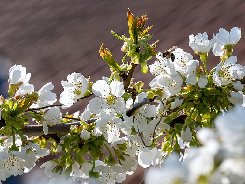 Kirschbl&uuml;te in Franken