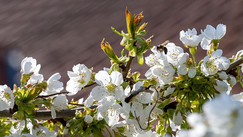 Kirschbl&uuml;te in Franken