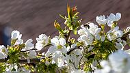Kirschbl&uuml;te in Franken