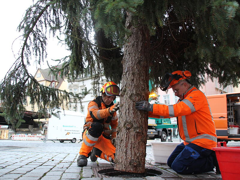 Der Coburger Weihnachtsbaum 2023 ist da