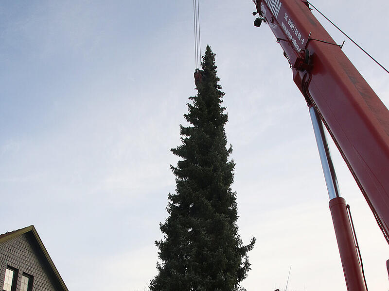 Coburg f&auml;llt seinen WeihnachtsbaumCoburg f&auml;llt seinen Weihnachtsbaum