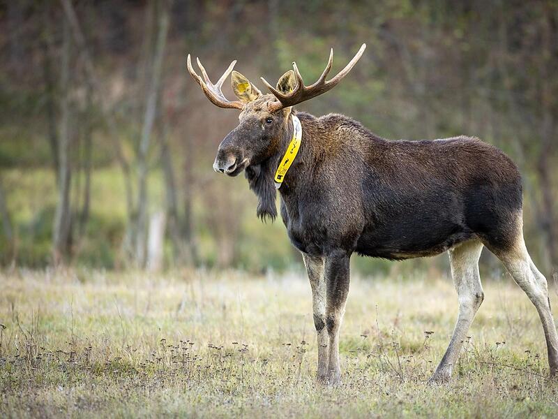 Ein Elchbulle in Brandenburg: In Deutschland leben bereits einige Tiere. In Oberfranken ist es aber eher unwahrscheinlich.Forchheim & Fr&auml;nkische Schweiz