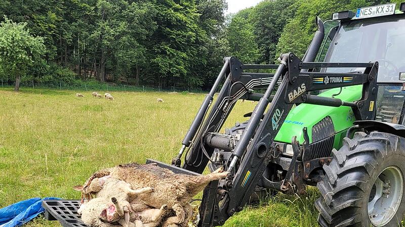 Fünf Schafe aus der Herde von Frank Hahl wurden bei einem Wolfsangriff am Mittwoch auf einer Weide bei Ginolfs getötet.