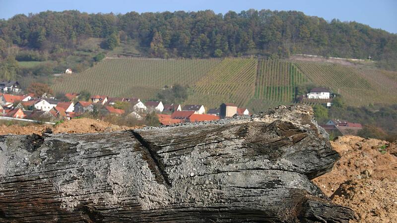 Boten der Vergangenheit: Beeindruckende Exemplare von Mooreichen finden sich am Rand des Life-Erlebnispfades in der Mainaue bei Ziegelanger.