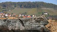 Boten der Vergangenheit: Beeindruckende Exemplare von Mooreichen finden sich am Rand des Life-Erlebnispfades in der Mainaue bei Ziegelanger.