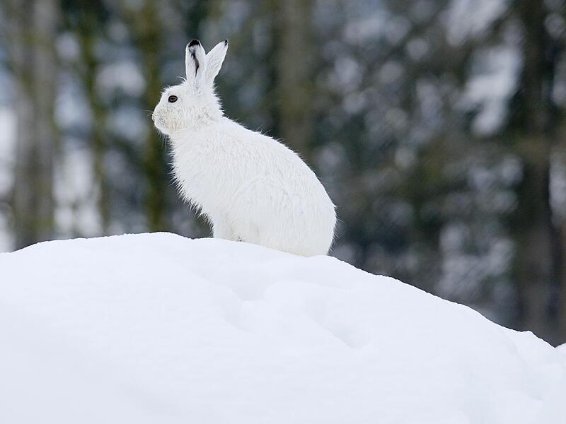 Schneehase im Winter