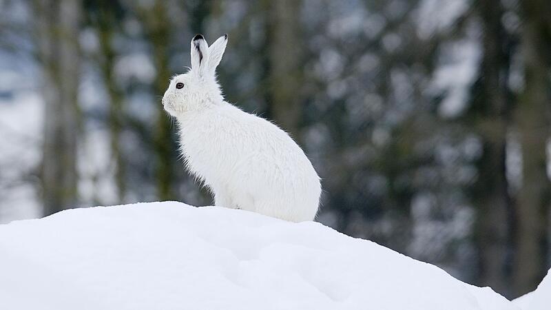 Schneehase im Winter