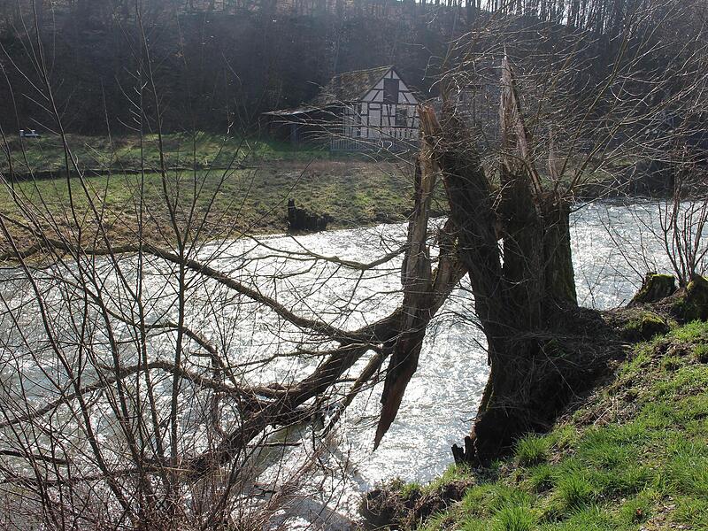Der Baumbestand entlang der Saale gilt im Landkreis Bad Kissingen als überaltert. Der Baumbestand entlang der Saale gilt im Landkreis Bad Kissingen als überaltert.