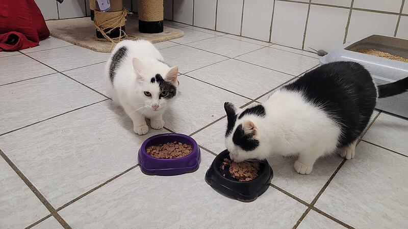 Jocker und Joy suchen ein neues Zuhause.