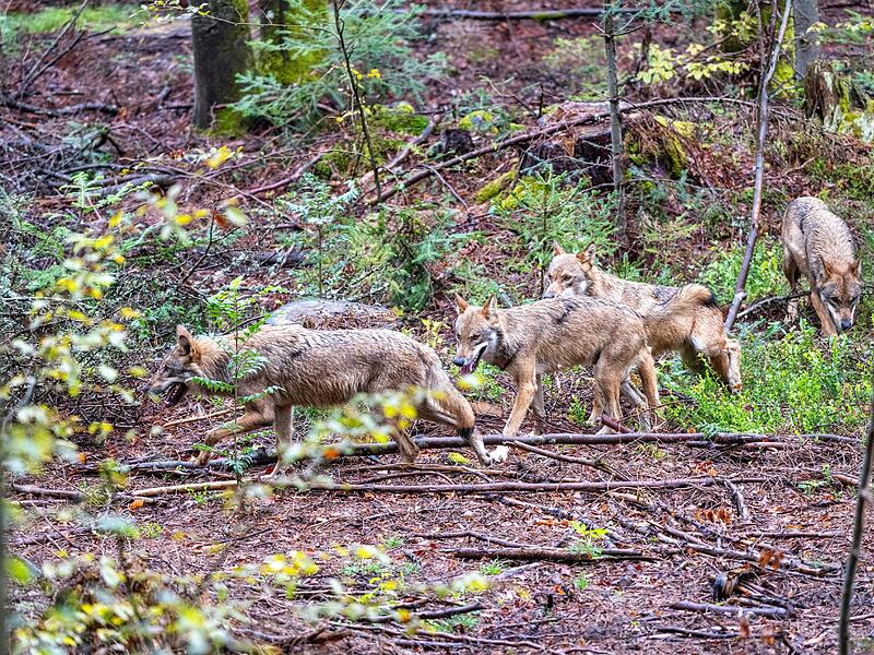 Wölfe im Nationalparkzentrum Falkenstein