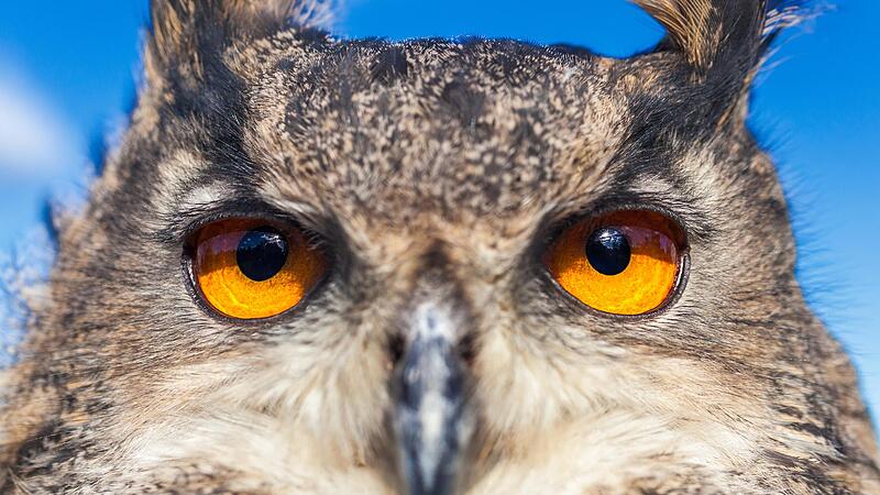 Schau mir in die Augen, Kleines – und finde die Weisheit… Schau mir in die Augen, Kleines – und finde die Weisheit…