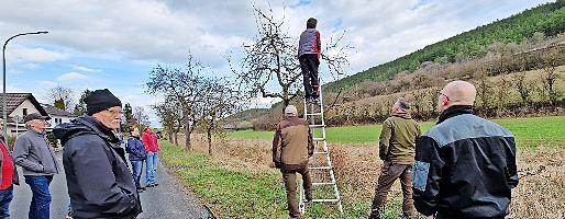 Dieter Büttner schneidet einen Baum fachgerecht. Dieter Büttner schneidet einen Baum fachgerecht.