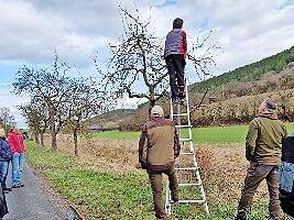 Dieter B&uuml;ttner schneidet einen Baum fachgerecht.
