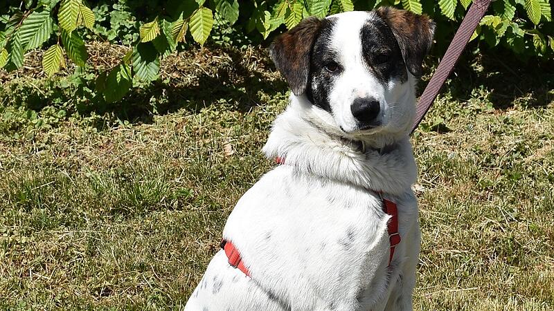 Mischling Apollo ist fast ein Jahr alt.