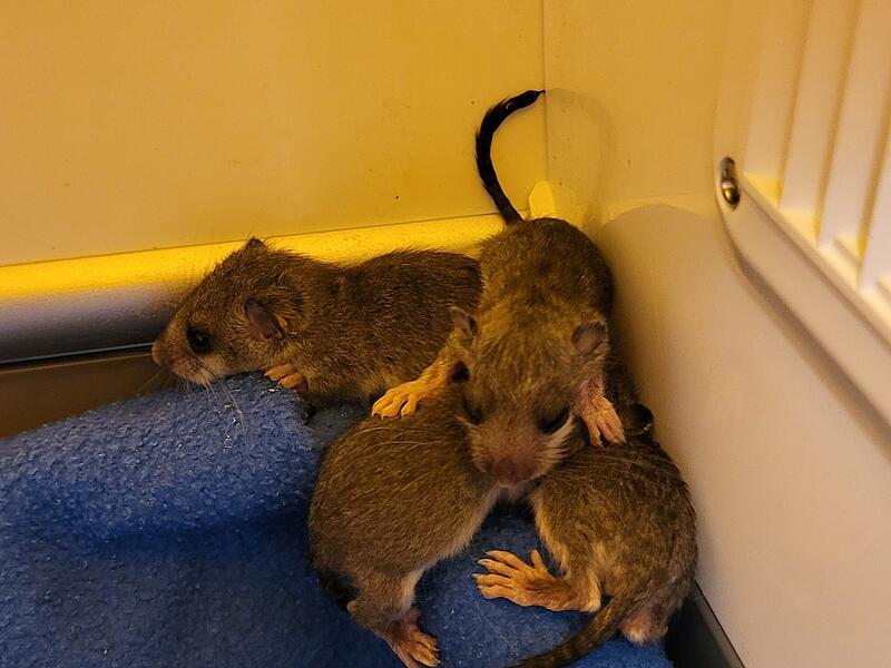 Siebenschläfer: Babys werden im Coburger Tierheim aufgezogen