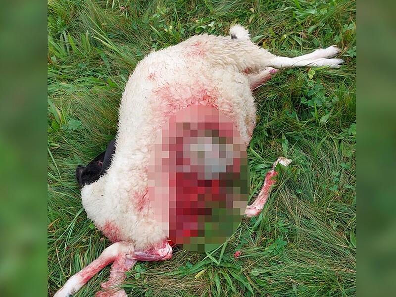 So sah das vom Wolf getötete Schaf von Dominik Lieb aus Oberbach aus. So sah das vom Wolf getötete Schaf von Dominik Lieb aus Oberbach aus.