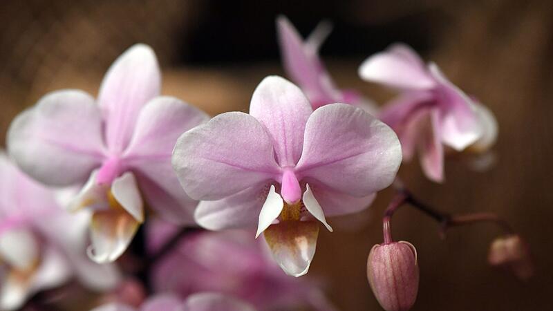 Reich bl&uuml;hende Orchideen