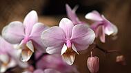 Reich blühende Orchideen