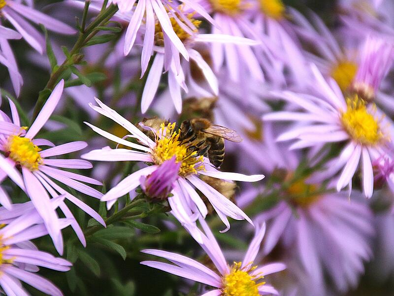 Eine Biene macht sich im Garten von Veronica Müller auf die Suche nach Nahrung. Im Oktober konzentrieren sich Bienen darauf, Futtervorräte einzulagern, Nektar und Pollen von Spätblühern wie Efeu zu sammeln und sich auf den Winter vorzubereiten. Temperaturen über 10 °C ermöglichen noch Flugaktivitäten. Eine Biene macht sich im Garten von Veronica Müller auf die Suche nach Nahrung. Im Oktober konzentrieren sich Bienen darauf, Futtervorräte einzulagern, Nektar und Pollen von Spätblühern wie Efeu zu sammeln und sich auf den Winter vorzubereiten. Temperaturen über 10 °C ermöglichen noch Flugaktivitäten.