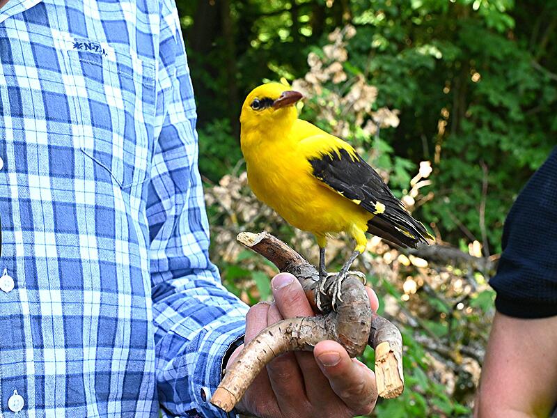 Der Pirol mit seinem sonnengelben Gefieder ist im Bamberger Hain beheimatet.
