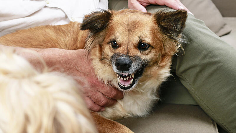 Dog growls at another dog