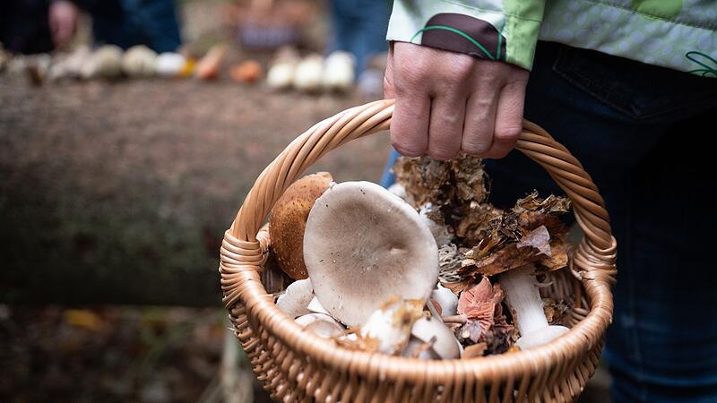 Pilze sammeln Pilze sammeln