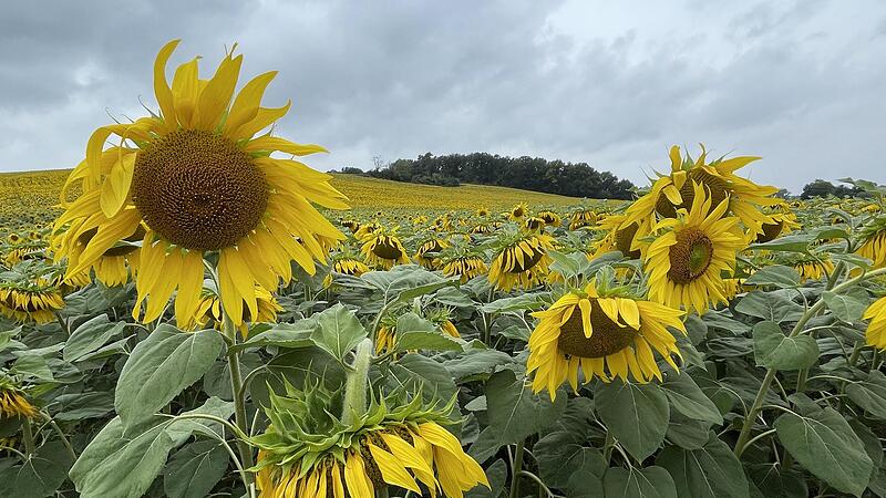 Nur nicht den Kopf h&auml;ngen lassen! Gerade in schwierigen Zeiten bietet vielleicht gerade Ostern, dieses gro&szlig;e christliche Versprechen, die M&ouml;glichkeit, innezuhalten und sich auf das zu besinnen, was die Dinge ver&auml;ndern kann: Hoffnung und Zuversicht...