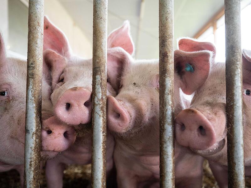 Schweinestall
