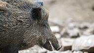 Wildschwein Wildschwein