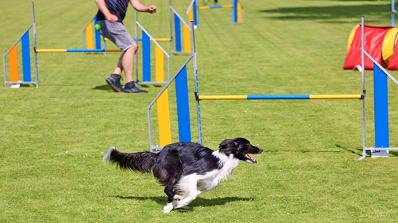 Training Agility-Steppbach 2026&bdquo;K&ouml;ter-Kerwa&ldquo; in Steppbach: So bereiten sich die Teilnehmer vor