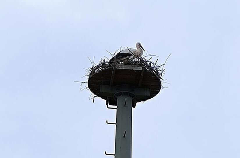 Die Mitarbeiter des Bauhofs in M&uuml;hlhausen haben einen Storchenhorst auf einem alten Strommast errichtet.