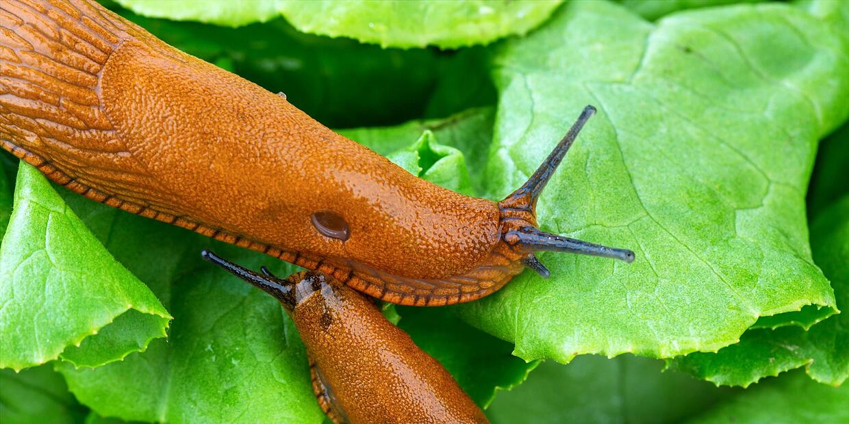 Von Schleimern und tierischen Übeltätern