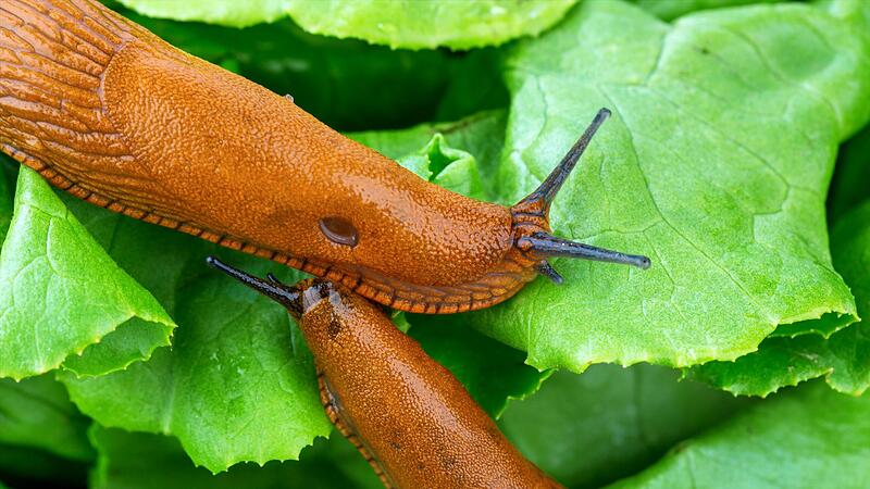 Nicht nur Nacktschnecken vergreifen sich am Salat.