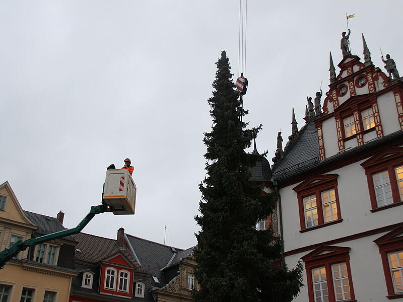 Der Coburger Weihnachtsbaum 2023 ist da