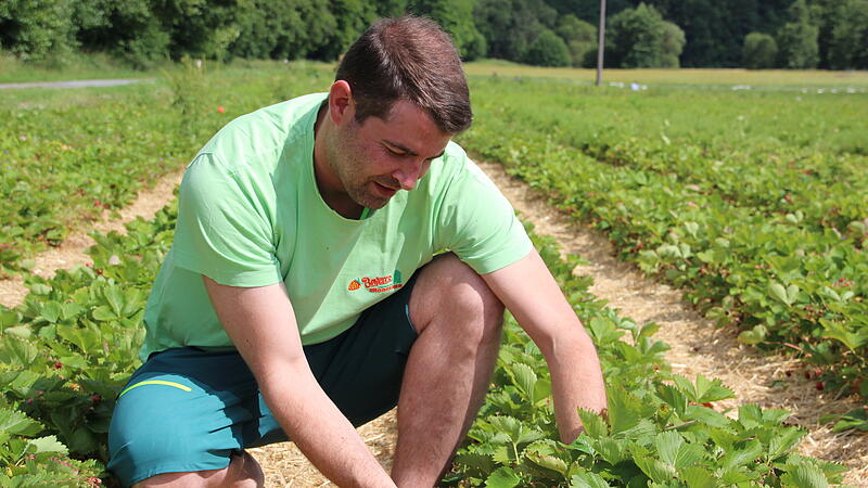 Erdbeer Bayer - Josef Bayer aus Kronach im Erdbeer-Selbstpfl&uuml;ckfeld