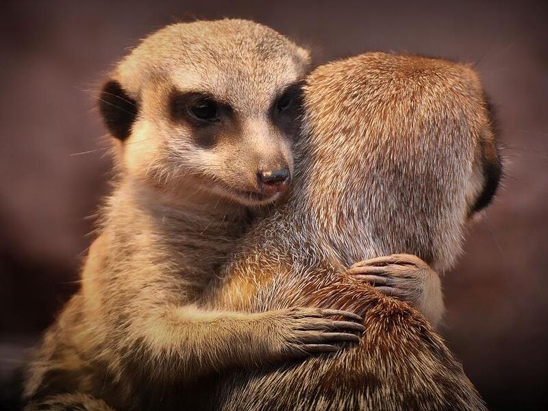 Eine fast menschliche Umarmung unter Erdmännchen.