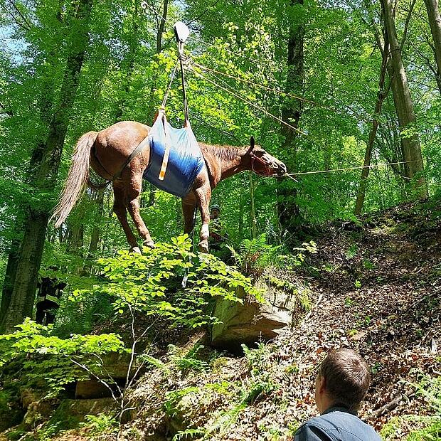 Ein Pferd musste am Freitag aus einer Schlucht bei Weickersgr&uuml;ben gerettet werden. Die Rettung stellte sich als aufwendig heraus.