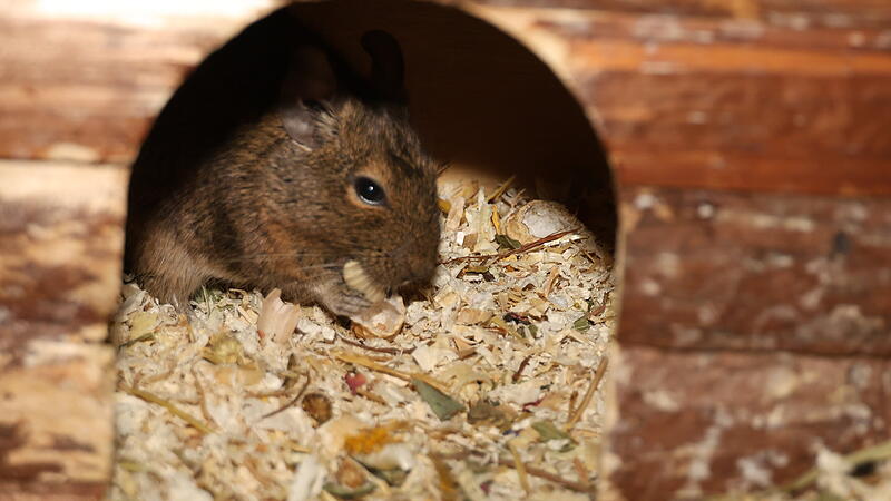 Degus Trio sucht neues Zuhause