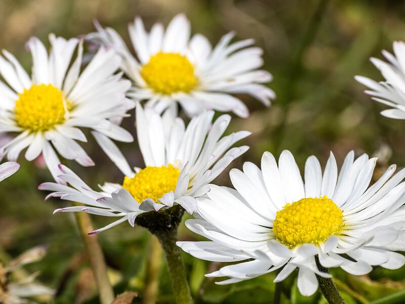 G&auml;nsebl&uuml;mchen