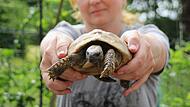 Schildkröten im Gehege im Freien
