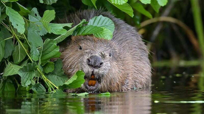 Ein Biber knabbert in Ufern&auml;he an Zweigen: Das winteraktive Tier ern&auml;hrt sich bis M&auml;rz nur von Rinde.Forchheim & Fr&auml;nkische Schweiz