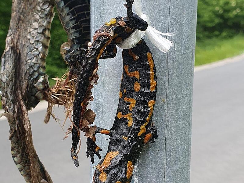 Der LBV distanziert sich von diesem grausamen Umgang mit einem Salamander und einer Ringelnatter.Forchheim & Fr&auml;nkische Schweiz