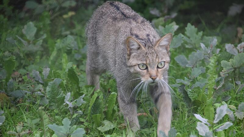 Wildkatze im Kreis Kronach nachgewiesen