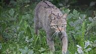 Wildkatze im Kreis Kronach nachgewiesen