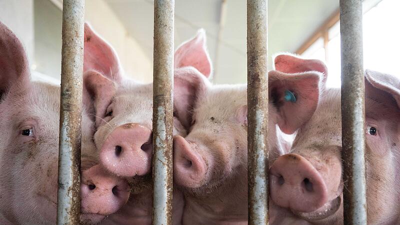 Schweine im Schweinestall Schweine im Schweinestall