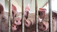 Schweine im Schweinestall Schweine im Schweinestall